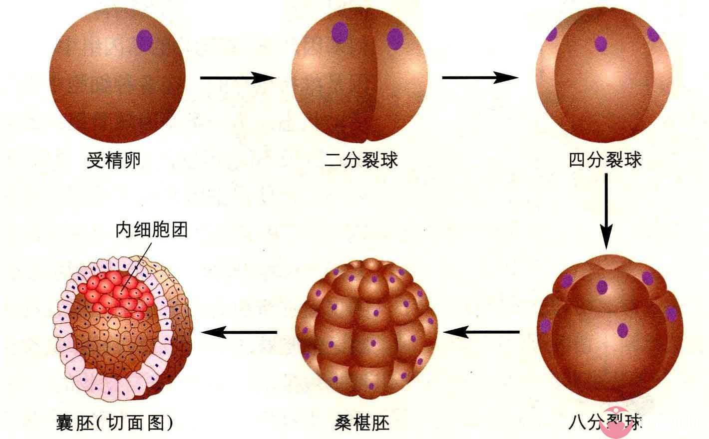 广东失独家庭再生育：辅助生殖政策与伦理科普